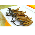 Cordyceps-Polysaccharid-Extraktpulver